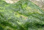 净水器水里有绿苔怎么办（解决净水器水质问题的有效方法）