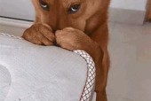 跪键盘表情包的含义是什么？