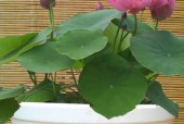 冰箱里种荷花的全攻略（打造独特花园的秘密武器）