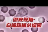 手机摄像头如何观察细胞？需要哪些辅助工具？