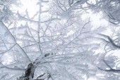 苹果手机如何获取雪景图片？有哪些方法？