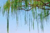 红米手机拍摄动图视频有哪些技巧？