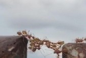 电池里为什么会有蚂蚁？蚂蚁进入电池的原因是什么？