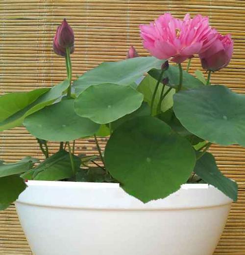 冰箱里种荷花的全攻略（打造独特花园的秘密武器）  第1张