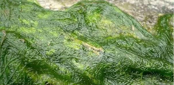 净水器水里有绿苔怎么办（解决净水器水质问题的有效方法）  第1张