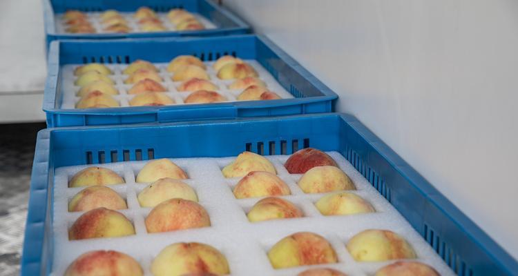 水蜜桃能放冰箱保存多久？保鲜技巧是什么？  第2张