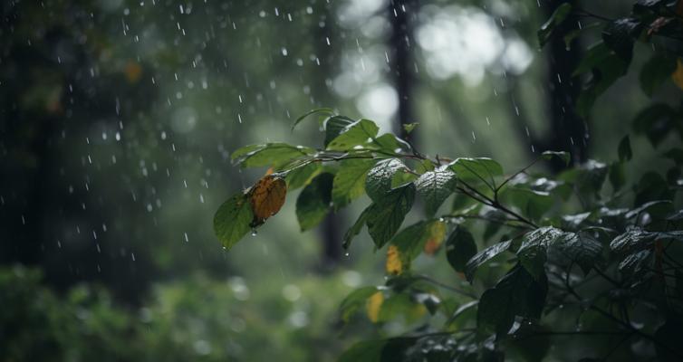 下雨天如何用苹果手机拍出好照片？有哪些技巧？  第3张