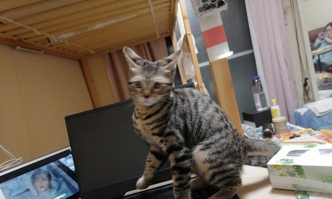 电脑关机后小猫还在叫？这是什么原因？  第1张