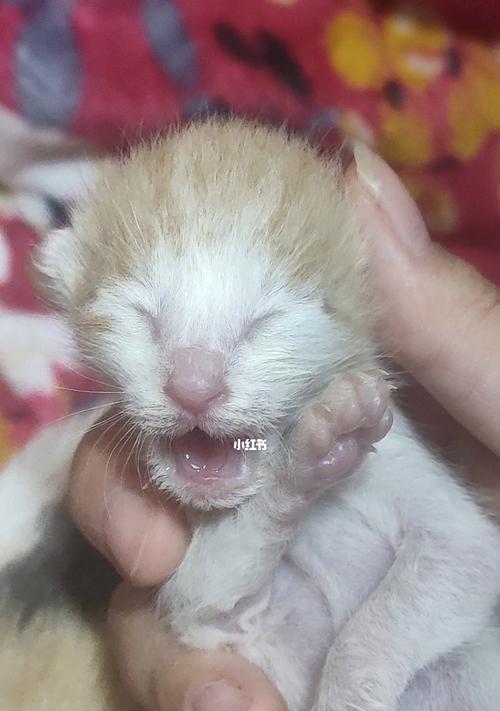 电脑关机后小猫还在叫？这是什么原因？  第2张