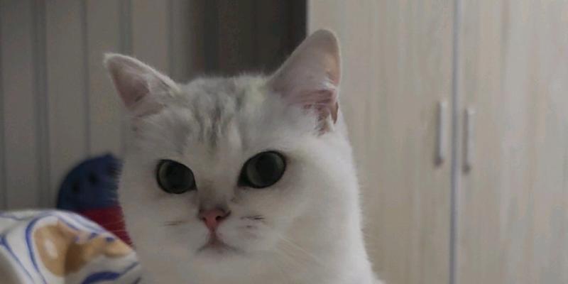 电脑关机后小猫还在叫？这是什么原因？  第3张