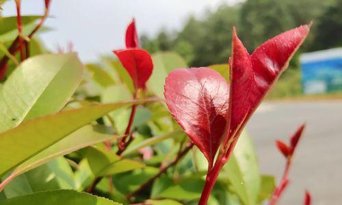 iqoo手机如何关闭拍照镜像功能？操作步骤是什么？  第2张