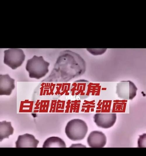 手机摄像头如何观察细胞？需要哪些辅助工具？  第1张