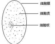 手机摄像头如何观察细胞？需要哪些辅助工具？  第3张