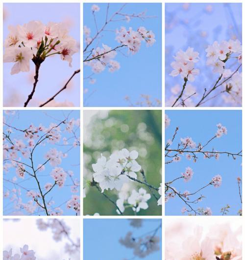 如何用佳能相机拍摄樱花美景？樱花摄影技巧有哪些？  第3张